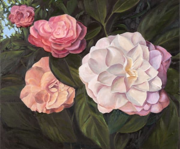 Camellias Deakin by Roger Beale AO