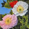 Pink white red poppies by Roger Beale AO