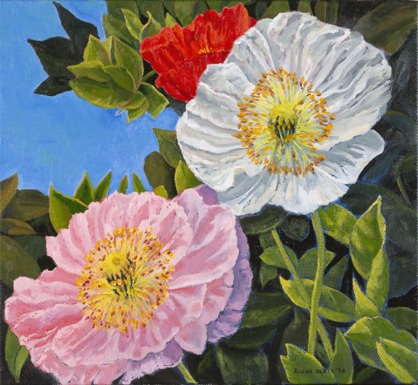 Pink white red poppies by Roger Beale AO