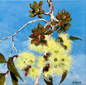 Buds with their dainty lemon blossoms by Chrissie Lloyd