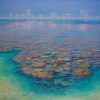 Coral Shelf, Hardy Reef by David Brayshaw_