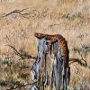 The sunbather, Flinders Ranges style by Chrissie Lloyd